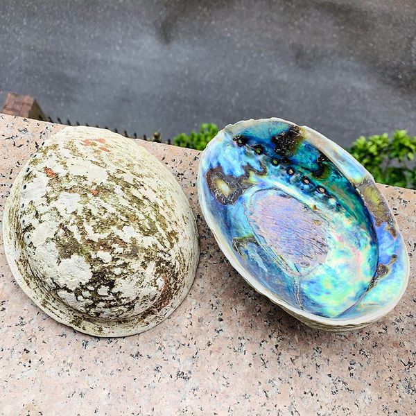 

15 16cm natural abalone shell large seashell nautical decor sage bonsai home storage soap box shell fish tank aquarium landscape h jllgmt