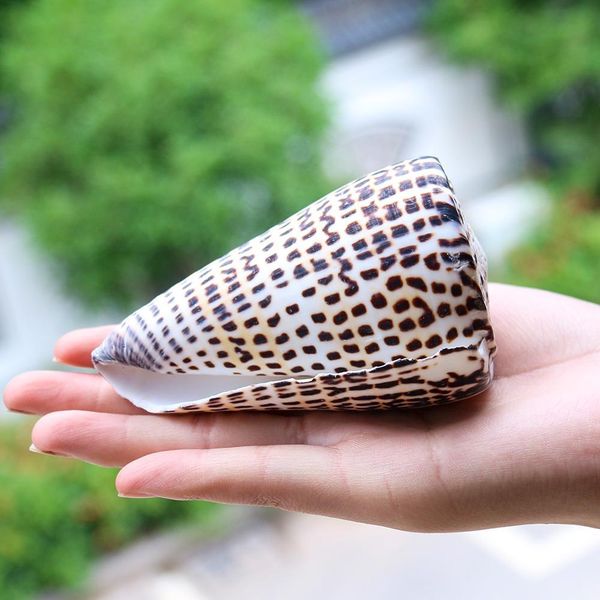 

natural conch corn buckskin conch seashells specimen nautical home decor collectibles beach wedding aquarium landscape decor h bbyfpx