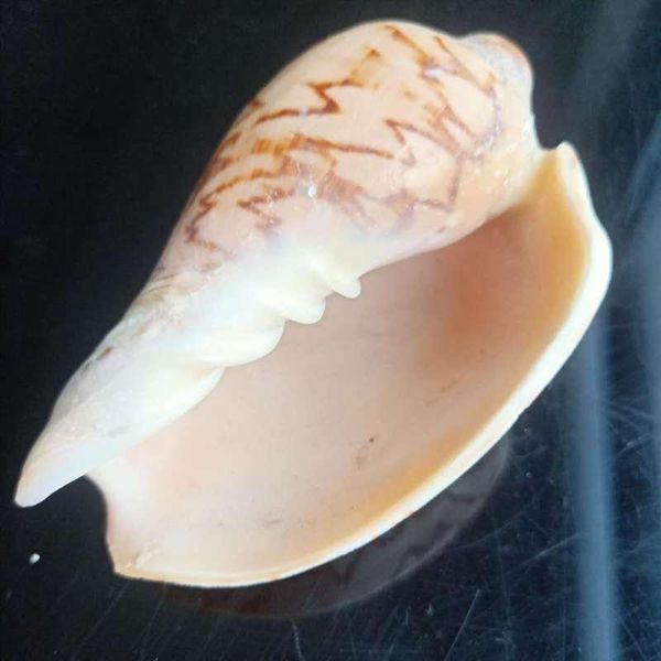 

mediterranean natural shell conch decor nautical beach wedding decorations jewelry diy ocean seashell cowrie shells crafts h wmtuwc