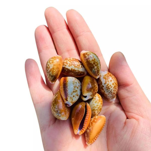 

10pcs natural red spot conch seashells fish tank aquarium landscape decoration specimen diy crafts for beach nautical decor h jllhfk