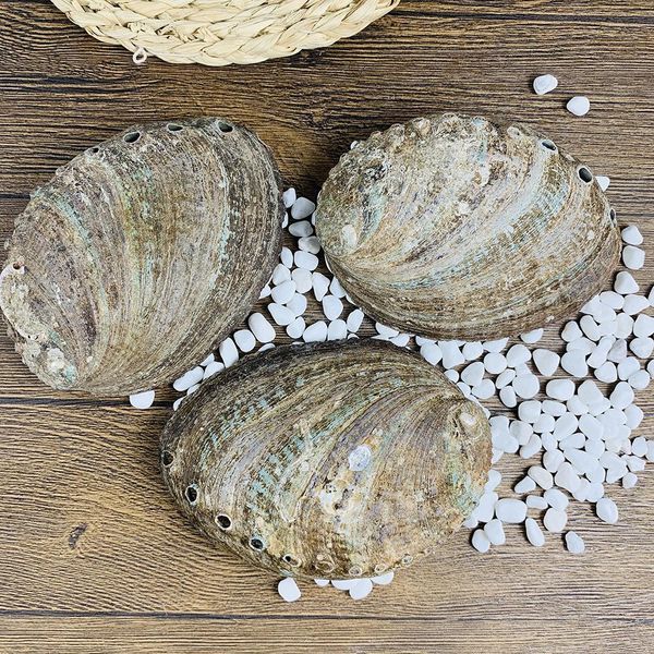 

12 13 см большой abalone shell natural seashell морской декор дома декор мыло держатель образец пляж свадебный декор аквариум пейзаж h bbynl