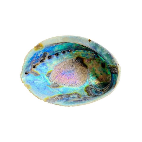 

13 15cm abalone shell natural large sea shells beach decor soap dish jewelry diy shell nautical home decor aquarium landscape h wmtdrb