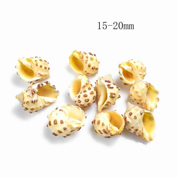 

2pcs 1.5 2cm natural lychee conch seashell spotted snail crafts specimen collectibles fish tank decoration aquarium accessories h jllgek