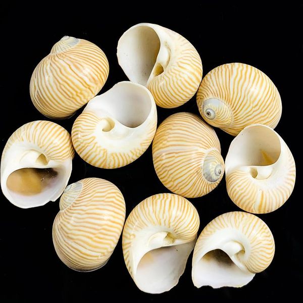 

5pcs 2 3cm natural fine lines conch shells nautical home decor specimen rolled shellfish hermit crab snail shell acquarium decor h jlltqn