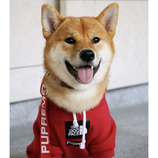 

pupremefashion corgi schnauzer pet fashion dog dog plus velvet thicken hoodie keep warm autumn and winter dog clothes bbyzpd sweet07