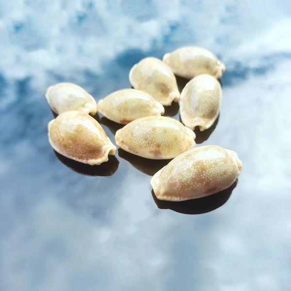 

2pcs rare conch shell specimen snail nautical home decor craft collectibles natural conch fish tank aquarium landscape sea decor h bbyuuh