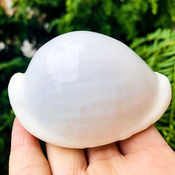 

6 8cm white rabbit conch seashells natural shell conch beach decorations for home wedding acquarium fish tank decor accessory h bbyrji
