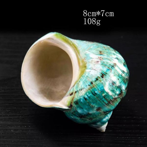 

8 12cm natural rare big conch shell green turbo nautical home decor collectibles specimen stripe snail seashell wedding decor h jllclb