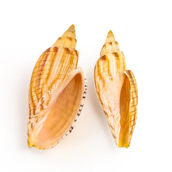 

9 10cm new corn snails seashell corn conch specimen beach decor for home fish tank and aquarium landscaping diy decoration shell h bbytfw