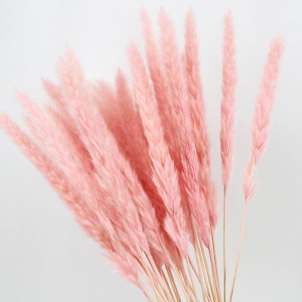

15pcs natural dried small pampas grass phragmites wedding flower bunch 40 to 68 cm tall for l home decor1