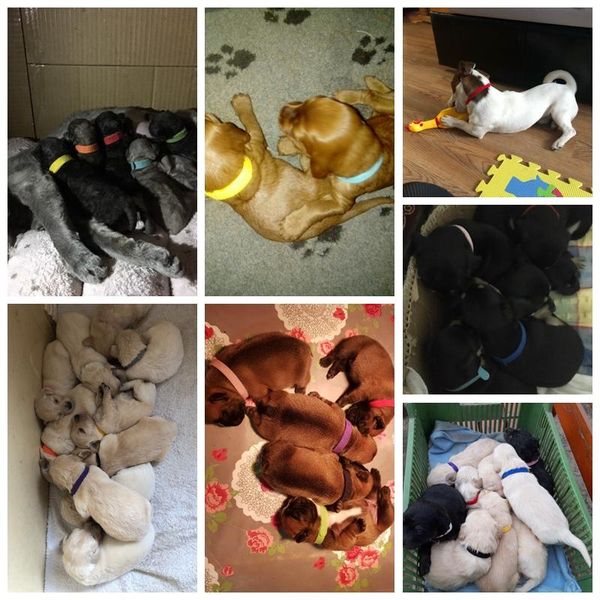 

12 шт. / набор щенок newborn pets определить ошейники регулируемый нейлон небольшое домашнее животное очастотена котенок ожерелье wmtxq