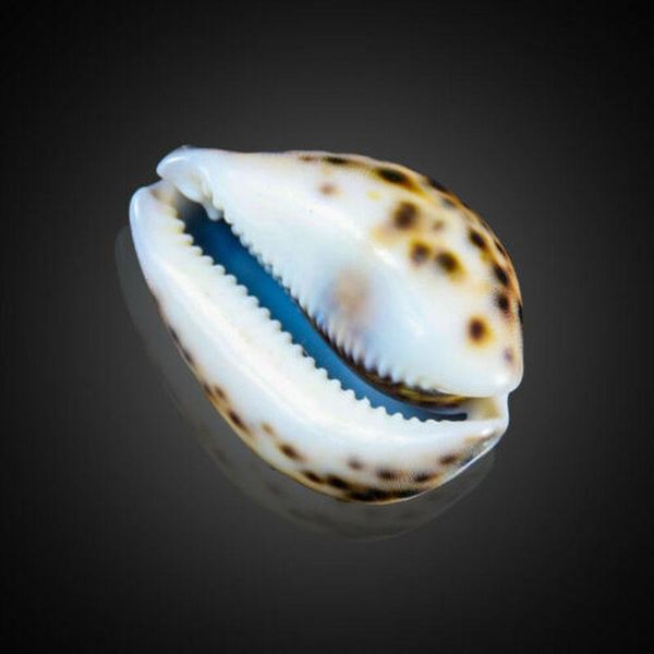 

natural tiger pattern conch shell nautical home decor seashells specimen collectibles beach ornament shells aquarium landscape h bbynbl