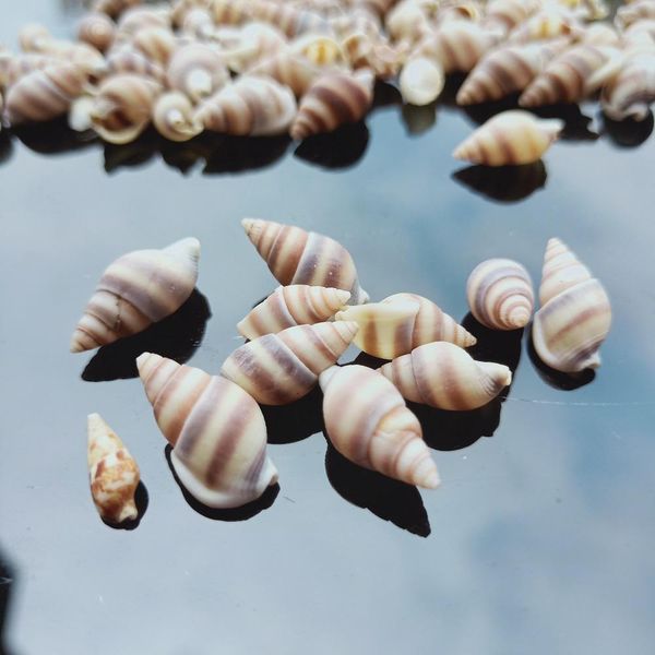 

100pcs natural conch shell nautical home decor mini striped snail specimen beach wedding decoration aquarium fish tank landscape h jllswy