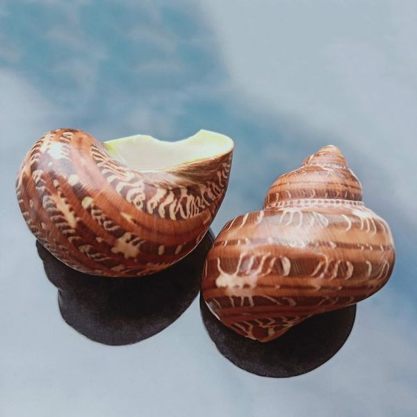 

1pc cat eye snail shell natural seashell conch beach nautical home decor shells specimen collectibles fish tank landscape h bbycvf