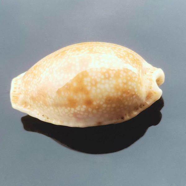 

2pcs rare conch shell specimen snail nautical home decor craft collectibles natural conch fish tank aquarium landscape sea decor h bbyfzr