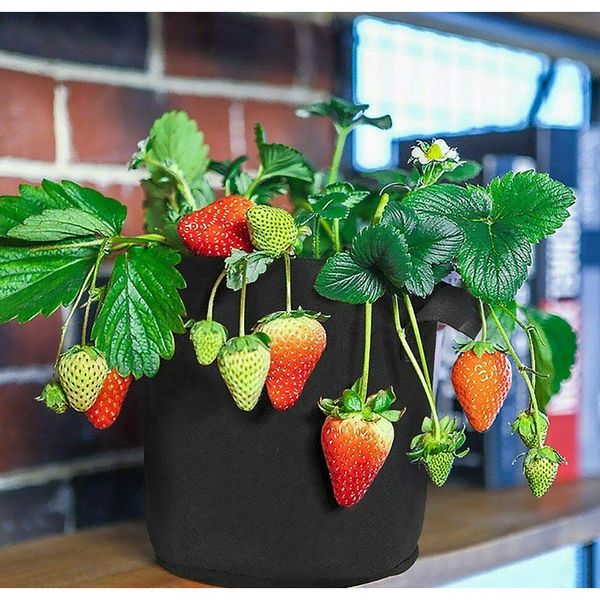 

растения круглых форм растения растут кровать саженцы горшок домашний сад балкон тепличный завод роста сумка h wmtstd