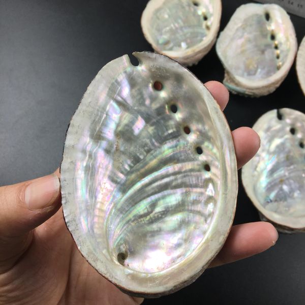 

natural abalone shells seashells home aquarium landscape diy nautical decor soap holder 9 10cm craft collectable jewelry holder h jllmph