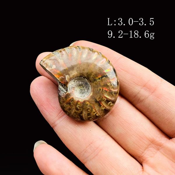 

1pc natural conch specimen spiral ammolite raw stones spiral snail rough stone decoration crafts collectibles gifts 3 3.5cm h jllunu