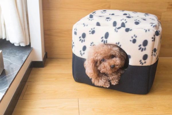 

transparent pet cat dog carrier bag space foldable breathable pet travel bag outdoor backpack travel carrying handbag