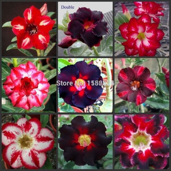 

decorative flowers & wreaths 5pcs colorful fresh rare adenium obesum oo(100% genuine)1