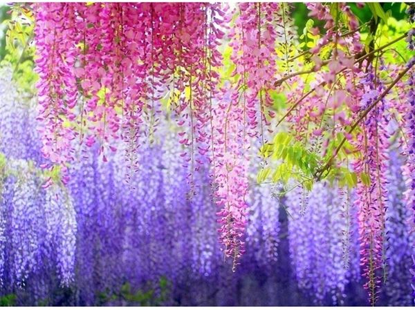 

1.1 meter long elegant artificial silk flower wisteria vine rattan for wedding centerpieces decorations bouquet garland outletz7ba