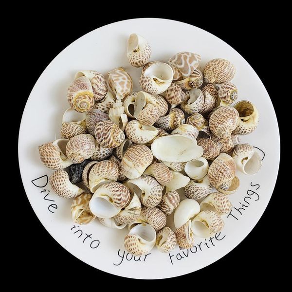 

2 4cm 5pcs natural conch seashells bird egg conch shell beach decorations for home crafts specimen diy aquarium landscape docor h bbytcd