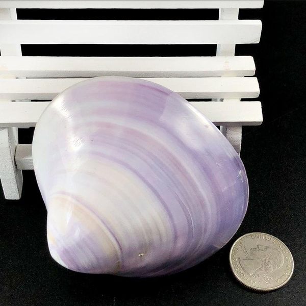 

1pc 6 8cm 3d natural purple sea shell beach decor seashell fish tank aquarium diy nautical home decor shells for jewelry making h sqcich