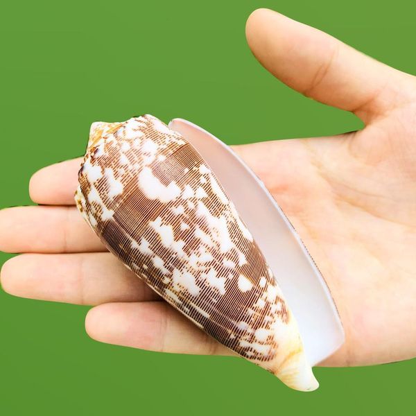 

8 9 см натуральная улитка ракушки taro conch shell diy acquarium аксессуар для аксессуаров для резервуаров в аквариуме space beach beach wed