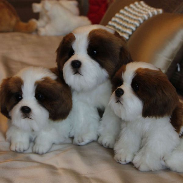 

toy simulation plush cute poodle doll dog