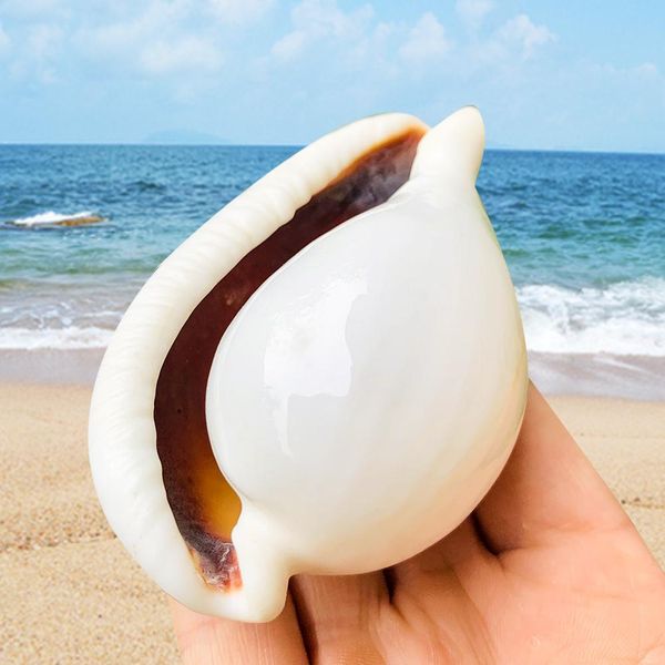 

6 8cm white rabbit conch seashells natural shell conch beach decorations for home wedding acquarium fish tank decor accessory h jllxwz