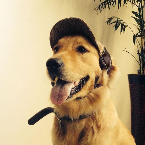 

dog apparel accessories sunscreen hat g-shaped daily walks travel sun out sunshade net breathable pet handsome baseball cap1