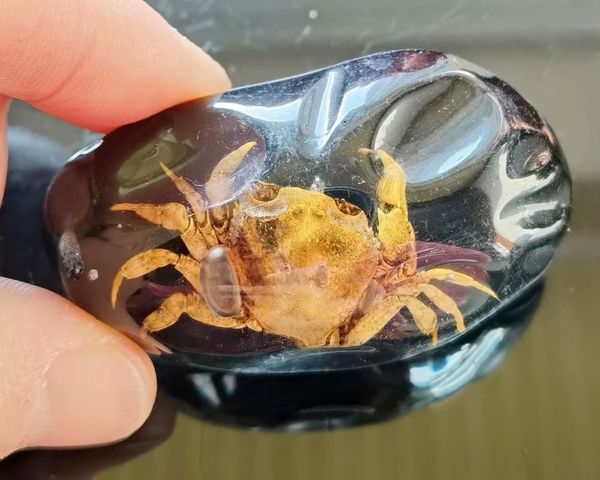 

fashion big size real crab black back keychain, Slivery;golden