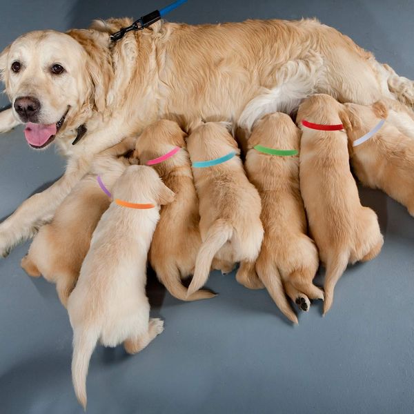 

12 шт. / набор щенок newborn домашние животные определить ошейники регулируемые нейлон небольшое домашнее животное очастотена котенок ожерел