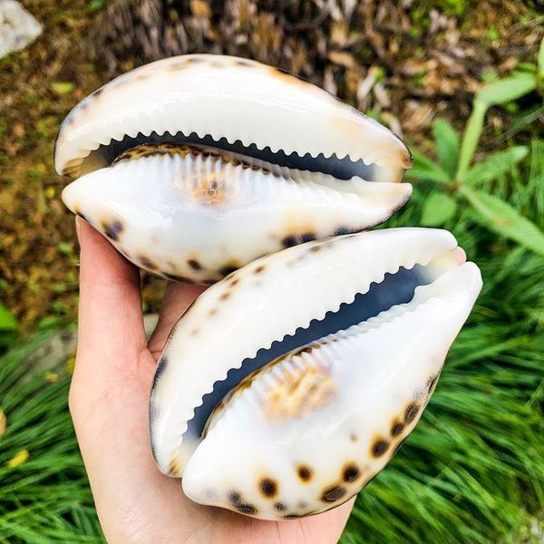 

8 10cm natural tabby shell conch snail shell beach decor for home specimen craft acquarium landscape accessory nautical decor h jllrzo