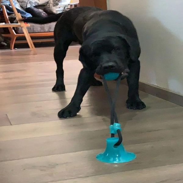 

2020 новая собака интерактивная присоска push tpr мяч игрушка питомца молярный кусок игрушка эластичная веревка собака зубы чистки жевать жи