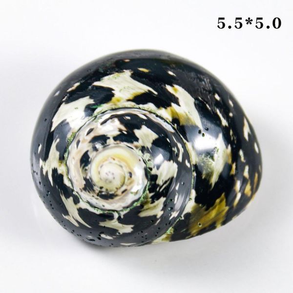 

natural african black gold shell conch specimen beach wedding decor crafts coastal nautical home decor shells for jewelry making h jllxej