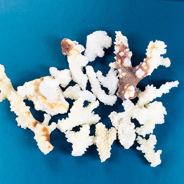 

100g natural coral branch shell conch specimen crafts fish tank ornaments aquarium landscaping home beach wedding decoration h wmtbyt