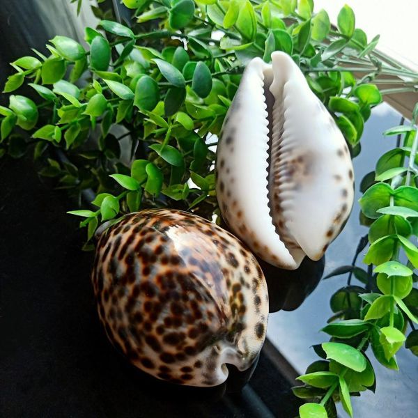 

1pc tabby shell nautical decor seashells specimen natural shell conch collectibles ornaments micro aquarium landscape 60 80mm h jllokj