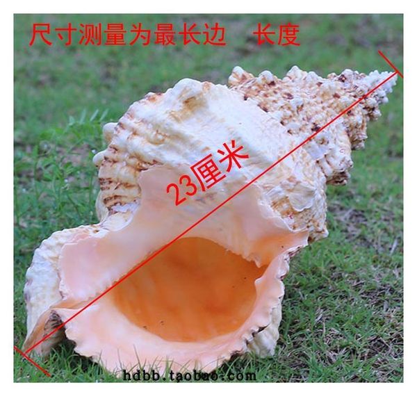 

home furnishing 1pcs marine sea decoration 10-25cm big conch natural ornaments shell wedding/festival/party decorat qylwgn