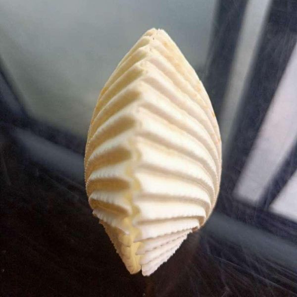 

nautical home decor shells mediterranean seashells double sided specimen ocean scallop shell jewelry storage wedding decor gift h bbyqnz