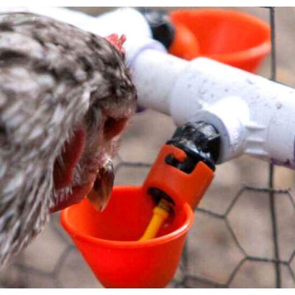 

10 комплектов pigeon пьют специальные куриные пьющие цыплята питьевые фонтаны пить чашу чаша для питья куриная перепела d3 wmtolw