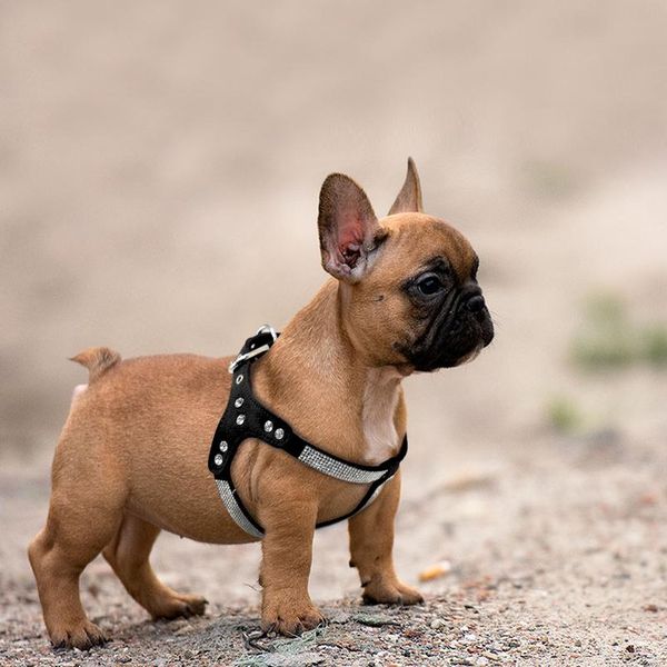 

soft suede leather puppy dog harness rhinestone pet cat vest mascotas cachorro harnesses for small medium dogs chihua jllfoa