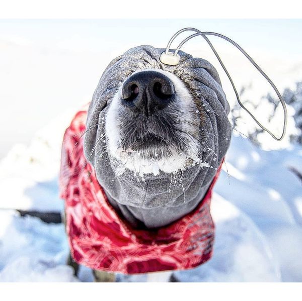 

new autumn and winter cotton snow warm keep warm waterproof large dog dog dog coats cold protection wmtkoa petsyard