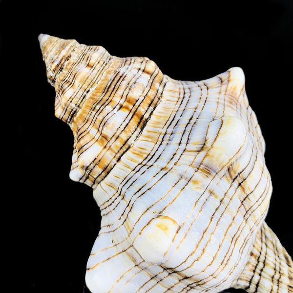 

1pc natural conch shofar shell nautical home decor specimen craft striped snail seashells aquarium landscape fish tank decor h bbydax