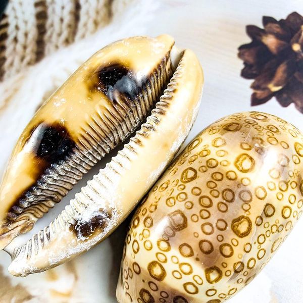 

6 8 см натуральные сотни глаз раковины морской домашний декор редкий образец улитки diy аквариум пейзаж пейзаж seashell craft party decor h