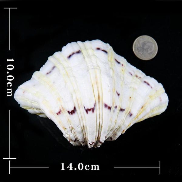 

organic material nautical home decor clam shells storage diy soap box decor crafts shells for jewelry making beach ornaments h jllilq