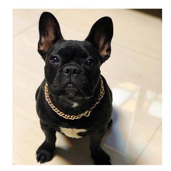

plastic gold chain cat dog necklace for pet small dogs collar puppy cat funny collars pets supplies product french bulldog teddy zt7pb