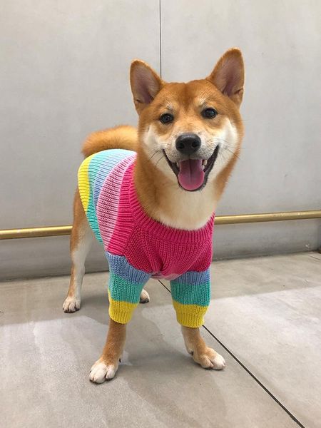 

dog apparel puppy rainbow sweater knitted pet cat warm sweatshirt winter clothing kitten