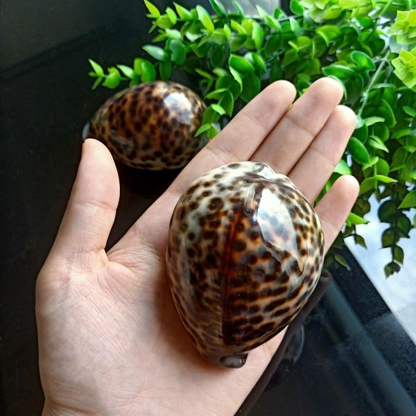 

1pc tabby shell nautical decor seashells specimen natural shell conch collectibles ornaments micro aquarium landscape 60 80mm h bbynkv