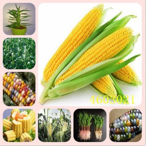 

10pcs seeds bonsai rainbow sweet corn organic edible vegetable for garden planting & decoration organic non-gmo delicious tasty variety of c